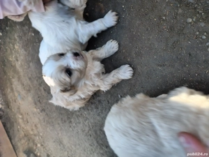 Căței bichonii - imagine 3 Căței bichonii - imagine 3