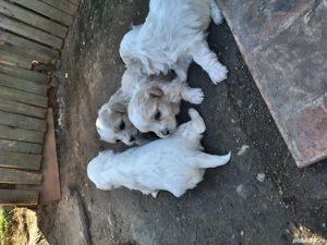 Căței bichonii - imagine 4 Căței bichonii - imagine 4