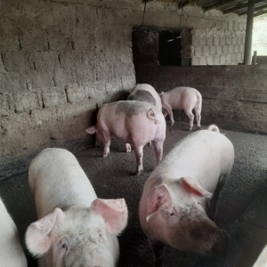 Porci de tara  - imagine 3