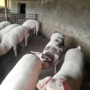 Porci de tara  - imagine 2