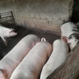 Porci de tara  - imagine 4
