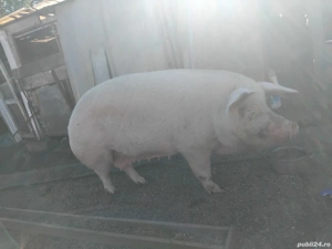 vand porc  - imagine 2