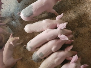 Vând purcei de 7 săptămâni!  - imagine 3