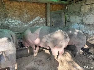 Vând porci de carne, crescuti Bio, între 100-130 kg - imagine 2