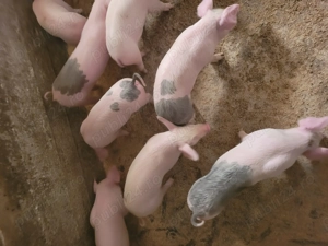 Vând purcei de 7 săptămâni! 