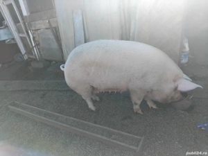 vand porc  - imagine 3