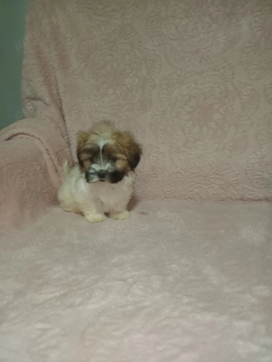 Catelusi Shih Tzu - imagine 3