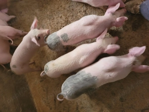 Vând purcei de 7 săptămâni!  - imagine 4