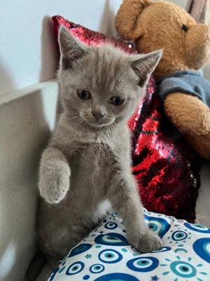 British Lila, baietel