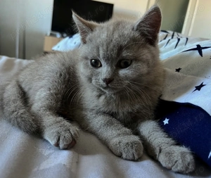 British băiețelul jucăuș