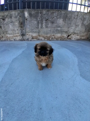 Pechinez imperial  - imagine 3