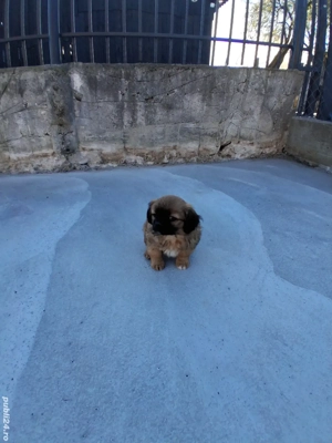 Pechinez imperial  - imagine 2