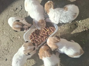 Catei de vanzare! - imagine 2