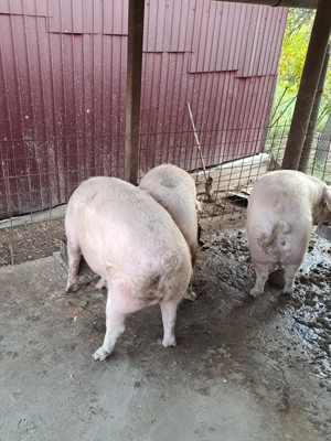 Vand porc gras de vanzare