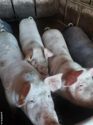 vând porci pt sacrificat 