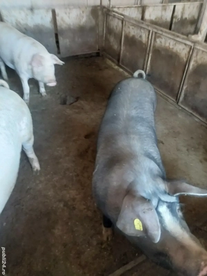 vând porci pt sacrificat  - imagine 2