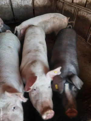vând porci pt sacrificat  - imagine 3