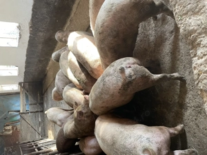 Porci de vanzare, crescuti natural, posibilitatea taieri la domiciliu! - imagine 2