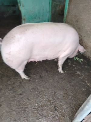 Porc marele alb - imagine 3
