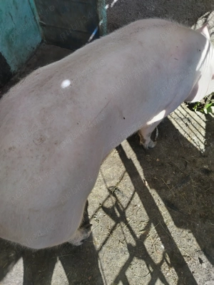 Porc marele alb - imagine 2