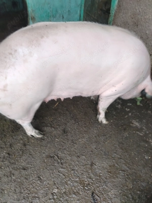 Porc marele alb - imagine 4