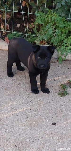 Femelă Ciobănesc Belgian Malinois