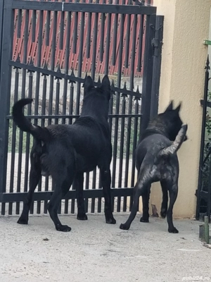 Femelă Ciobănesc Belgian Malinois - imagine 4