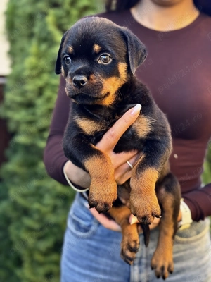 Vand Rottweiler 10 saptamani  - imagine 2