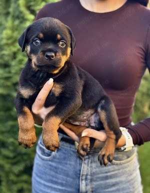 Vand Rottweiler 10 saptamani  - imagine 6