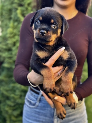 Vand Rottweiler 10 saptamani  - imagine 7