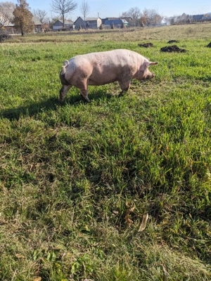 Vand porc de carne - imagine 4