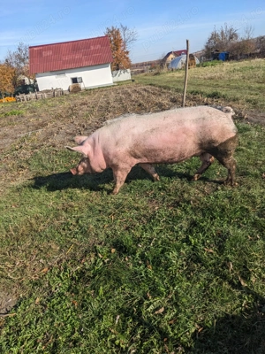 Vand porc de carne - imagine 3