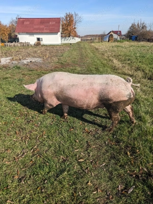 Vand porc de carne - imagine 2