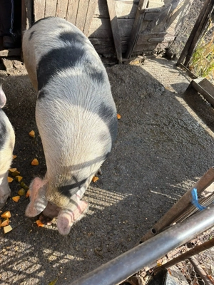 Porci de vânzare - imagine 2