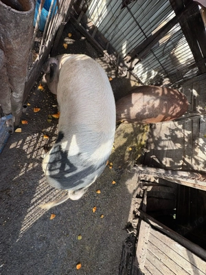 Porci de vânzare - imagine 3