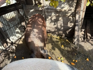 Porci de vânzare - imagine 4