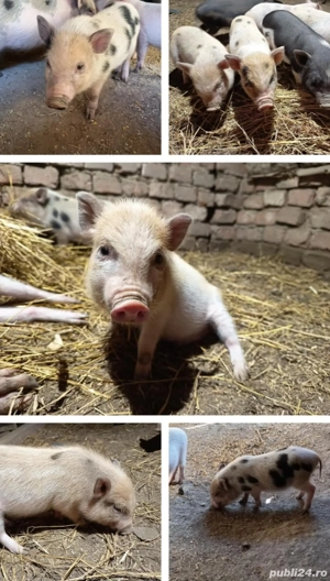 purcei   purcel pitic de companie minnesota mini-pig 