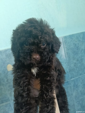 pui lagotto ciocolata
