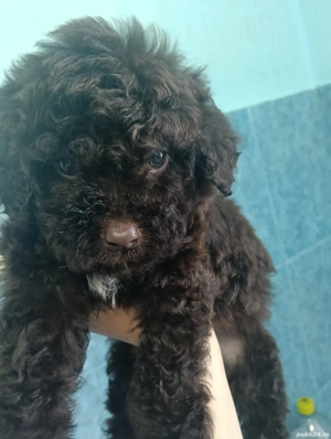 pui lagotto ciocolata