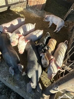 Vând purcei - imagine 2