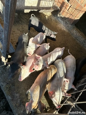 Vând purcei - imagine 4
