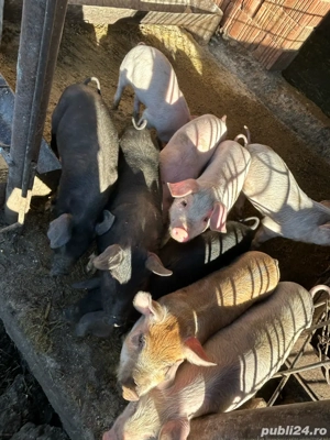Vând purcei - imagine 3