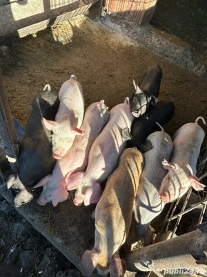 Vând purcei - imagine 5