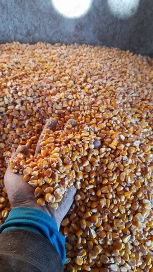 Vand porumb boabe anul 2024 in jur de 1000 kg