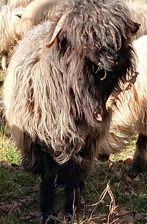 Oaie bucalaie Campulung Arges