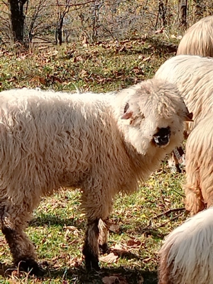 Oaie bucalaie Campulung Arges - imagine 2