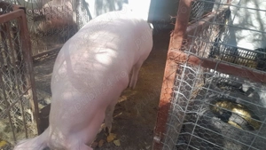 Porc sau purcea românesc de țară  - imagine 3