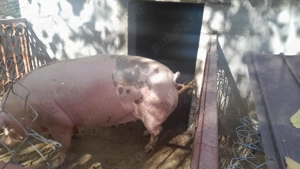 Porc sau purcea românesc de țară  - imagine 2