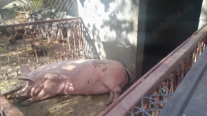 Porc sau purcea românesc de țară  - imagine 4