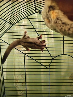 sugar glider (veverita zburătoare, planor de zahar, marsupiala)